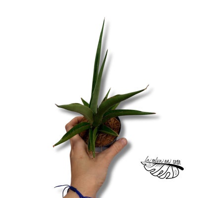 Sansevieria Silver Syreni | Maceta 8,5 cm y Altura 20 cm 2