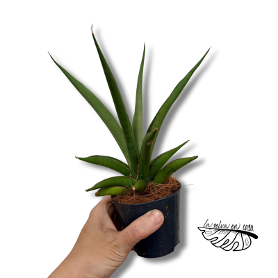 Sansevieria Silver Syreni | Maceta 8,5 cm y Altura 20 cm
