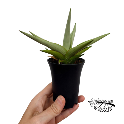 Sansevieria Comet Pastel Grey No.1 | Maceta 7,5 cm y Altura 20 cm