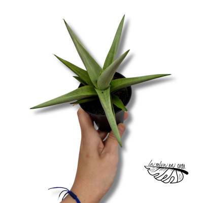 Sansevieria Comet Pastel Grey No.1 | Maceta 7,5 cm y Altura 20 cm 2