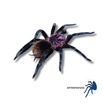 Xenesthis sp. Megascopula 1,5–2 cm | Tarántula