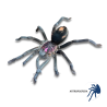 Xenesthis sp. Light