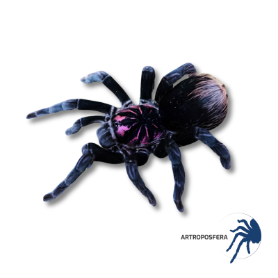 Xenesthis sp. Bright (1,5–2 cm) | Tarántula sudamericana
