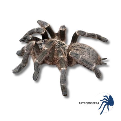 Pterinochilus murinus DCF “Kigoma” | Tarántula