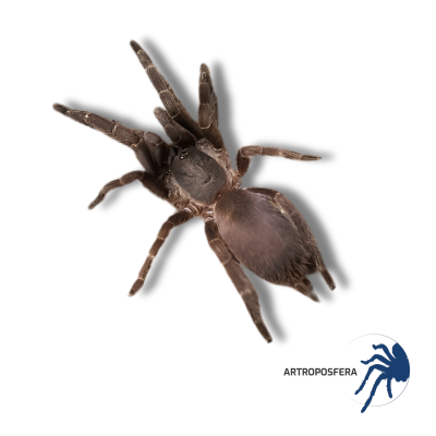 Phlogiellus sp. Koh Lanta (1–2 mudas) | Tarántula asiática
