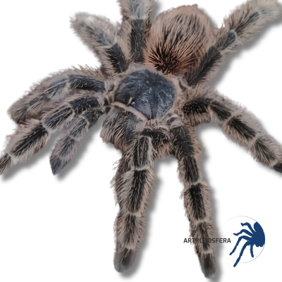 Lasiodora subcanens (2–3 mudas) | Tarántula brasileña