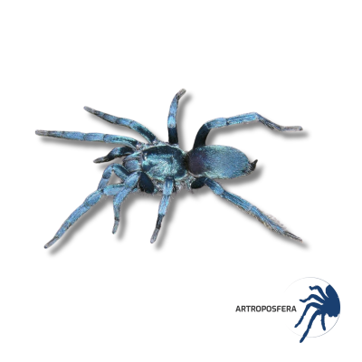 Holothele sp. Ecuador (1–2 mudas) | Tarántula terrestre