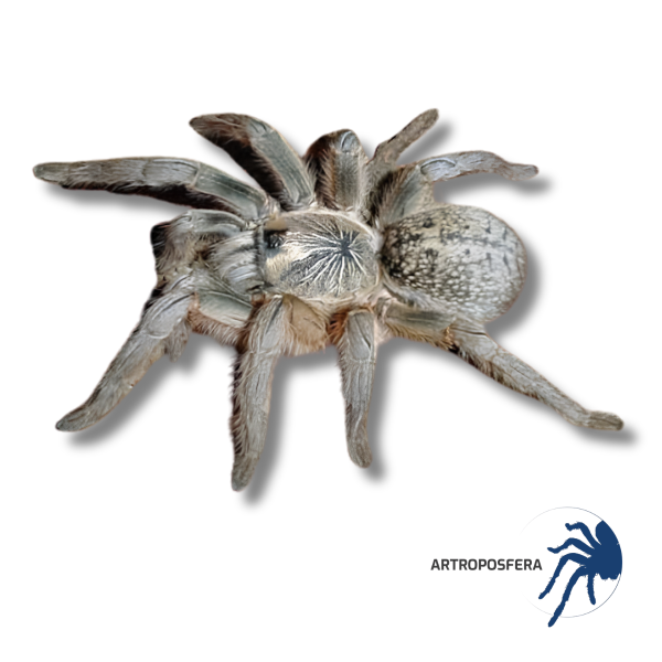 Harpactira dictator | Tarántula Africana