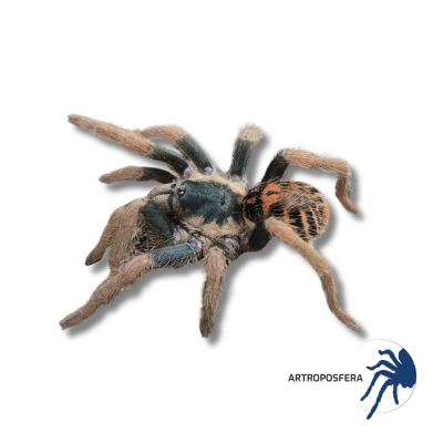 Davus sp. Tribal Fire Honduras