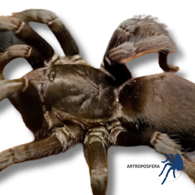 Chilobrachys fumosus “Black Satan” | Tarántula