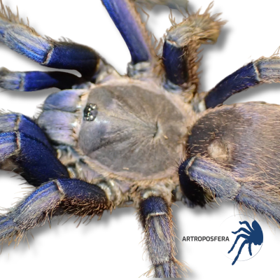Chilobrachys sp cambodia blue