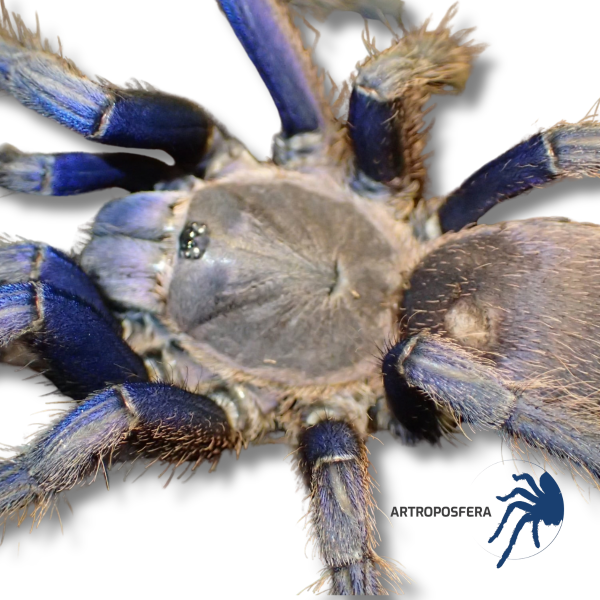 Chilobrachys sp cambodia blue