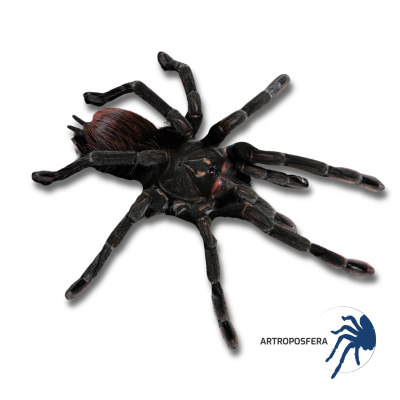 Pamphobeteus sp. Cascada (1–2 mudas) | Tarántula sudamericana