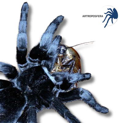 Grammostola pulchra