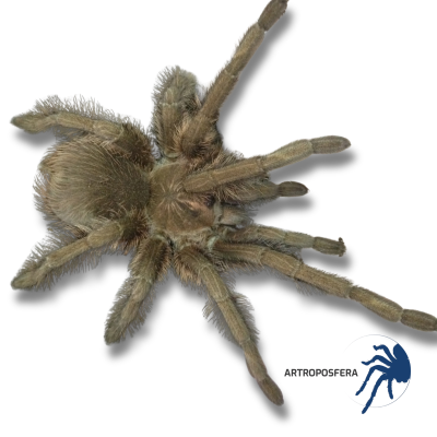 Phormictopus atrichomatus