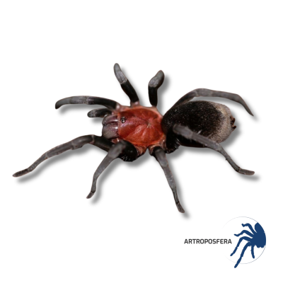 Bumba horrida