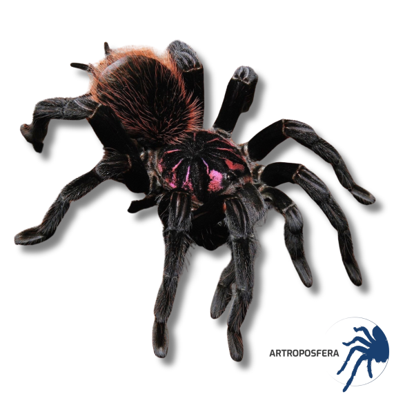 Xenesthis intermedia
