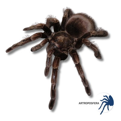 Pamphobeteus nigtricolor