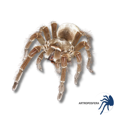 Theraphosa blondi