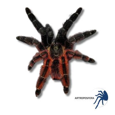 Psalmopoeus victori