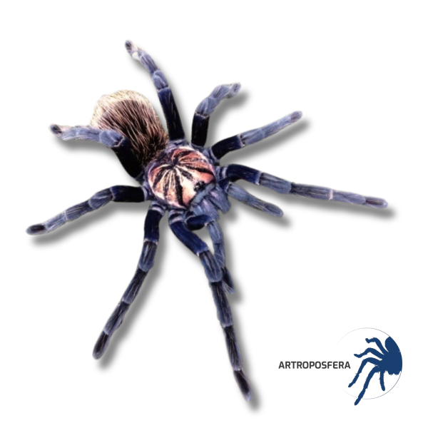 Xenesthis sp blue