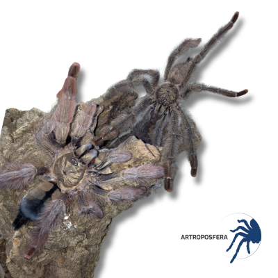 Psalmopoeus pulcher