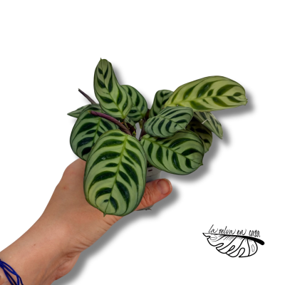 Ctenanthe burle marxii 'Amagris mint' MINI