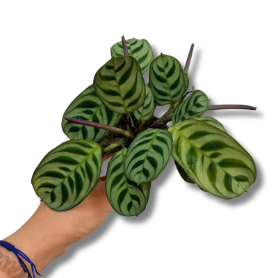 Ctenanthe burle marxii 'Amagris mint' MINI 2