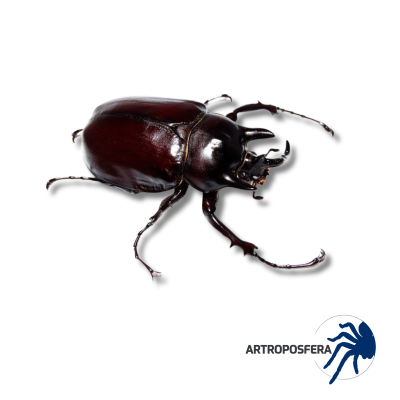 Megasoma gyas porioni