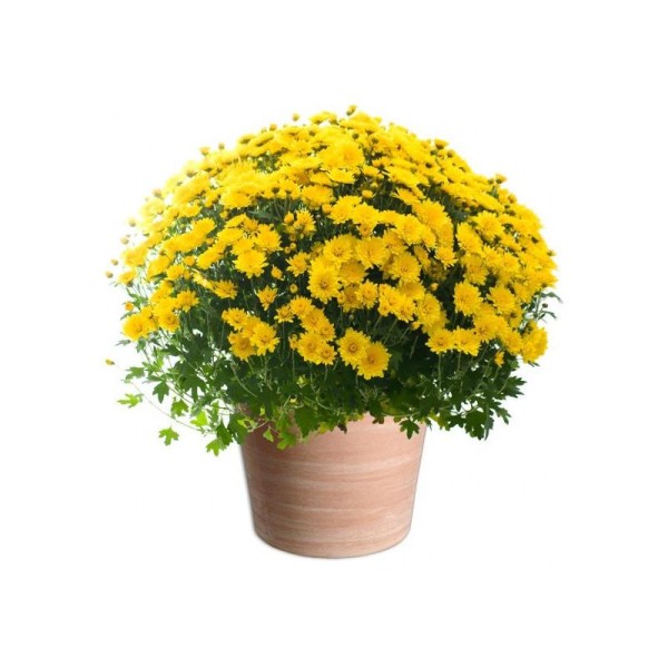 Crisantemo de Bola Mix 21 cm | Planta de Exterior | Artroposfera