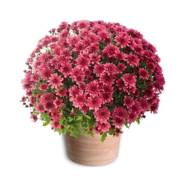 Crisantemo de Bola Mix 21 cm | Planta de Exterior | Artroposfera