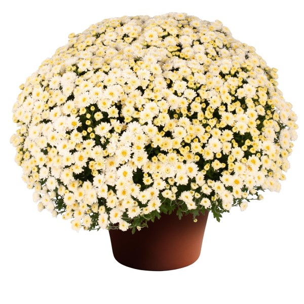 Crisantemo de Bola Mix 21 cm | Planta de Exterior | Artroposfera