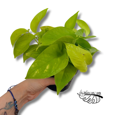 Epipremnum aureum Pothos