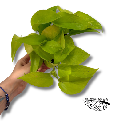 Epipremnum aureum Pothos 2