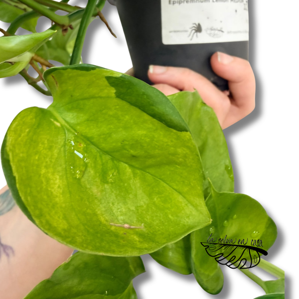 Epipremnum 'Lemon'