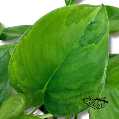 Epipremnum 'Lemon' 2
