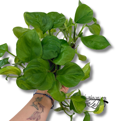 Epipremnum 'Lemon'
