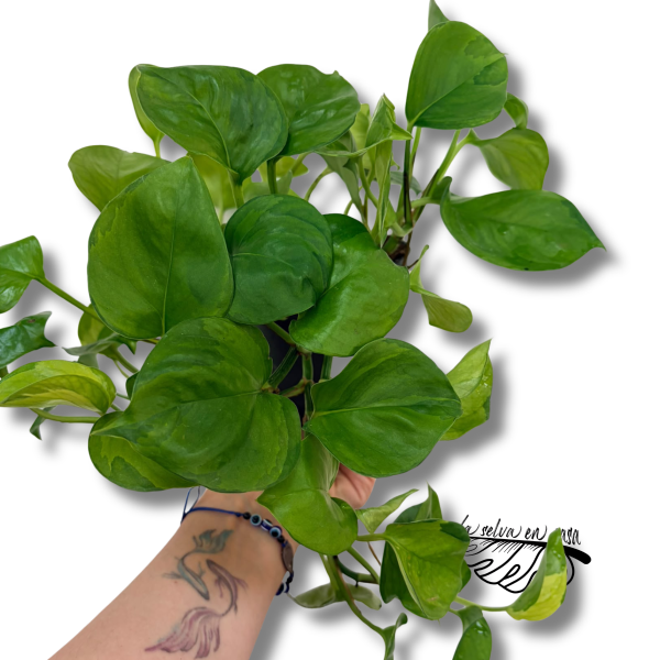 Epipremnum 'Lemon'