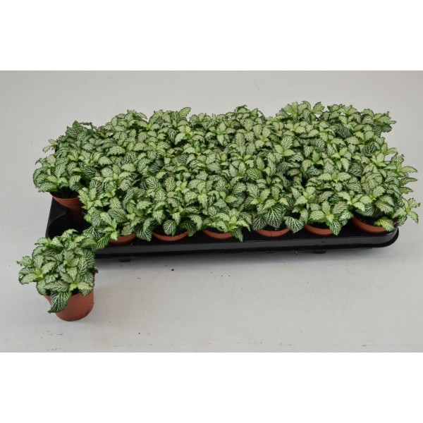 Fittonia Mosaic Salmon Forest Flame SMALL