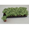 Fittonia Mosaic Salmon Forest Flame SMALL