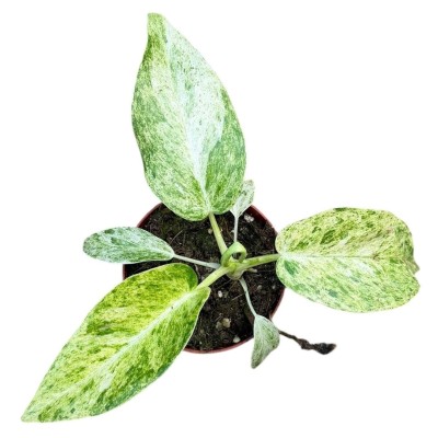 Philodendron giganteum Marble Variegata