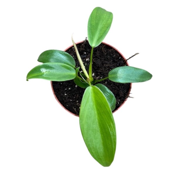 Philodendron longilobatum Lelano Miyano