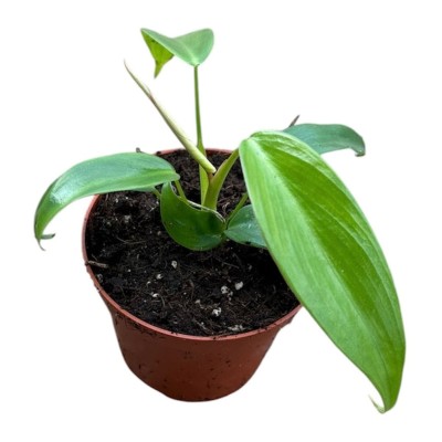 Philodendron longilobatum Lelano Miyano