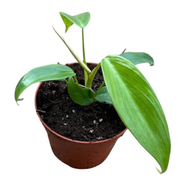 Philodendron longilobatum Lelano Miyano