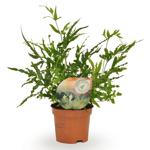 Pteris ensiformis Evergemiensis