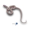 Pantherophis obsoletus Leucística | Artroposfera