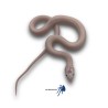 Pantherophis obsoletus Leucística | Artroposfera