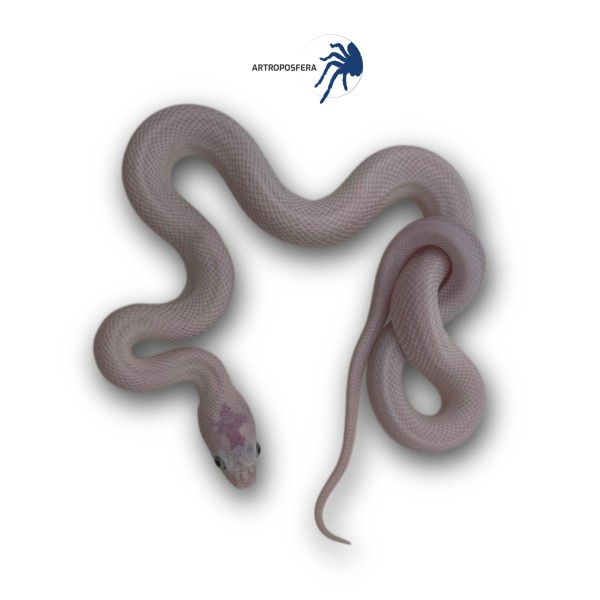 Pantherophis obsoletus Leucística | Artroposfera