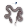 Pantherophis obsoletus Leucística | Artroposfera