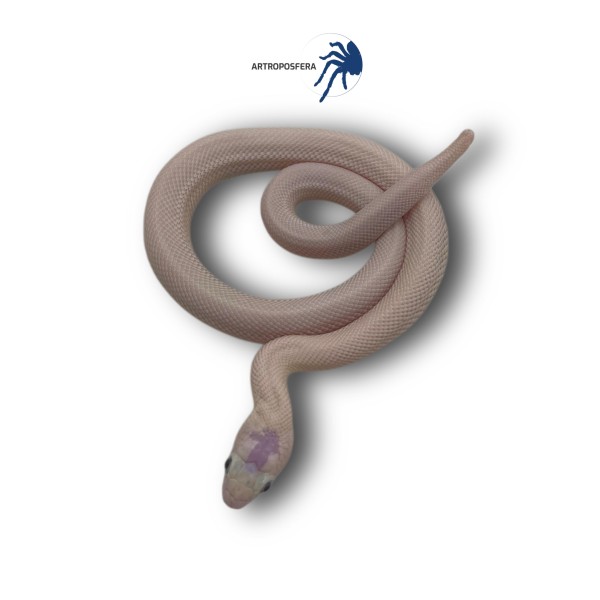 Pantherophis obsoletus Leucística | Artroposfera